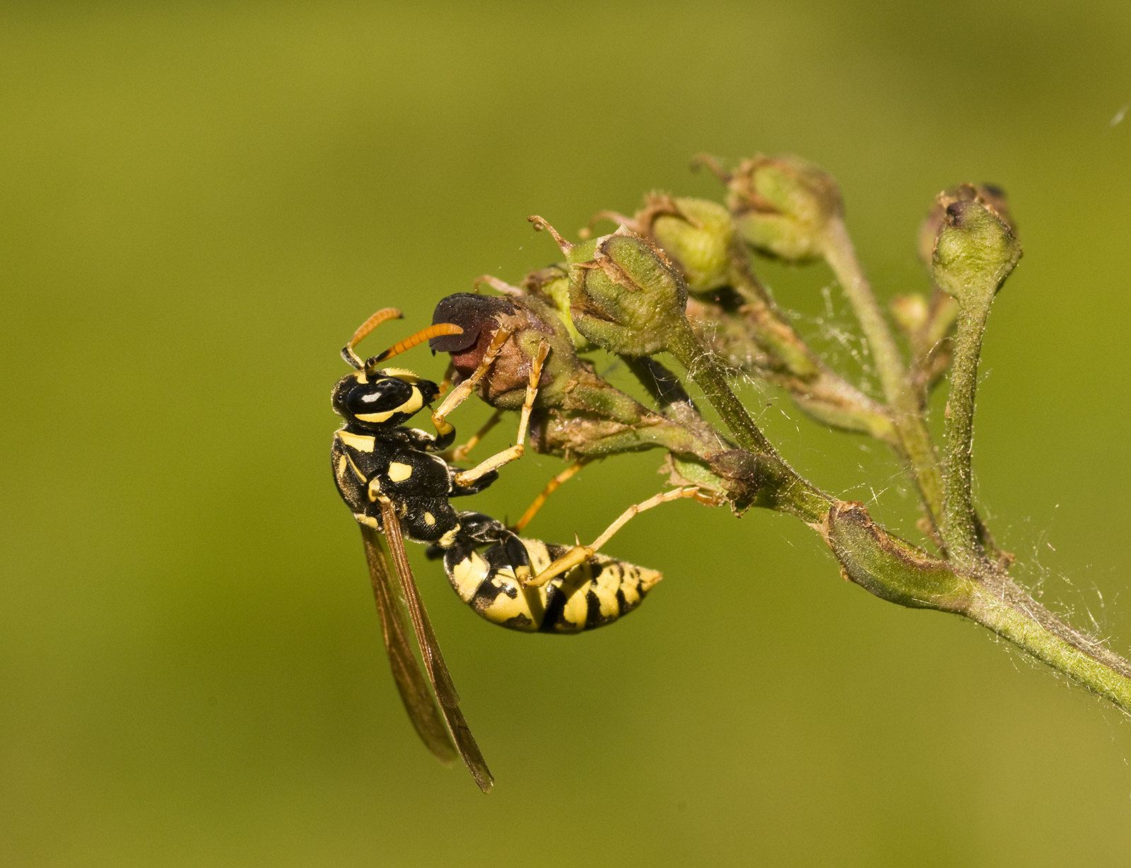 QUELLES SONT LES DIFFÉRENCES ENTRE LES GUÊPES ET LES ABEILLES